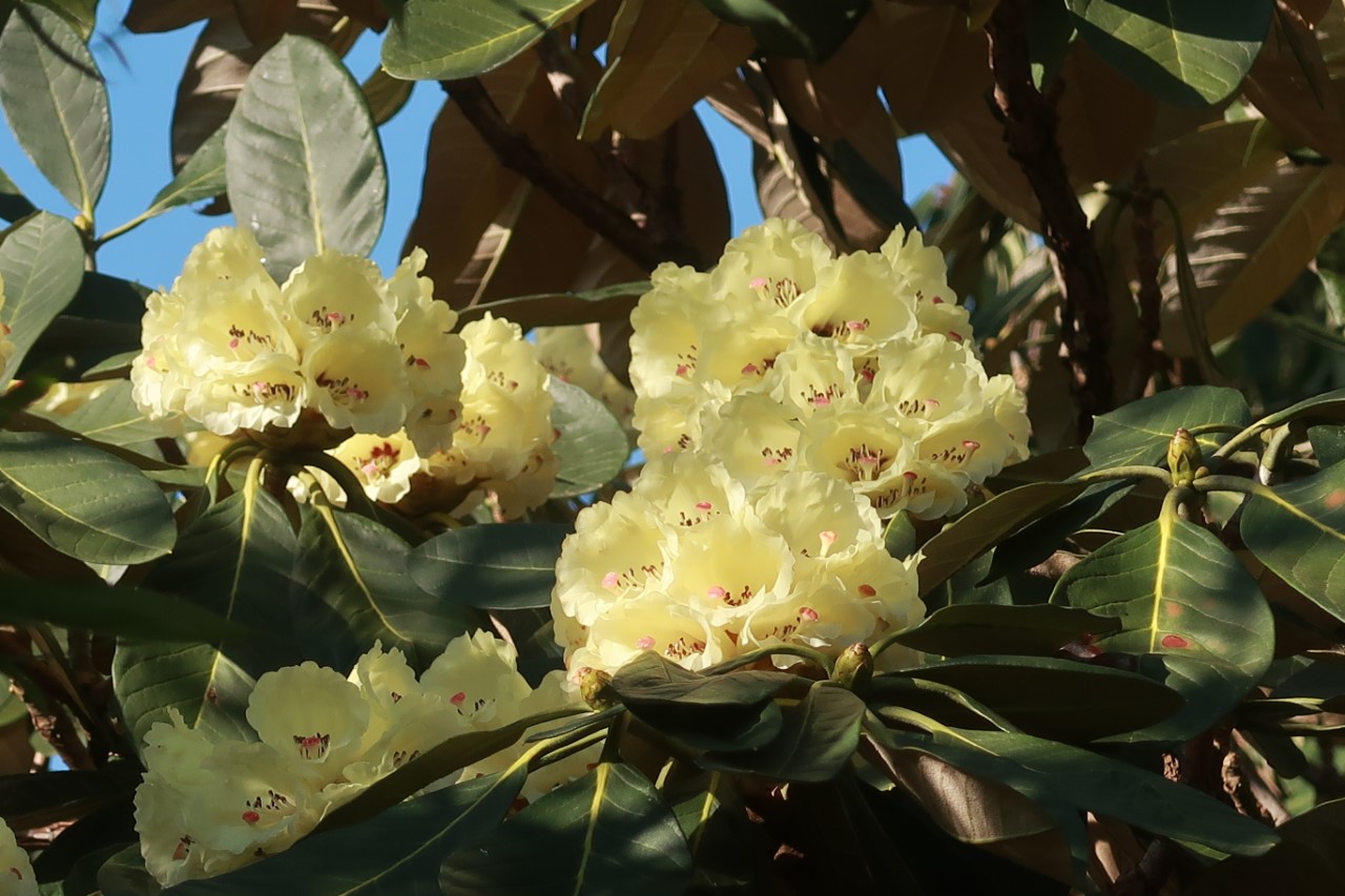 R. macabeanum AGM